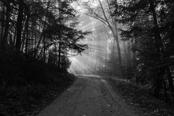 Sunlight shining through trees on a dirt road