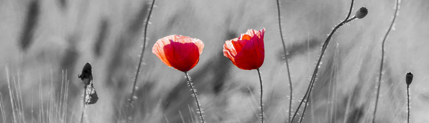 two red flowers in a field